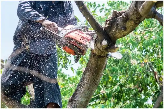 tree services Meadowlakes